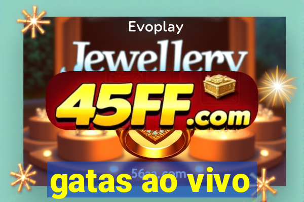 gatas ao vivo